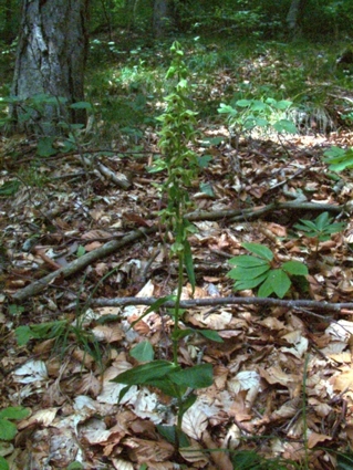 Orchis palustris, Epipactis muelleri , Epipactis helleborine